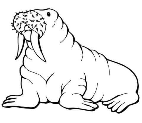 Walrus with mustache coloring page free printable coloring pages