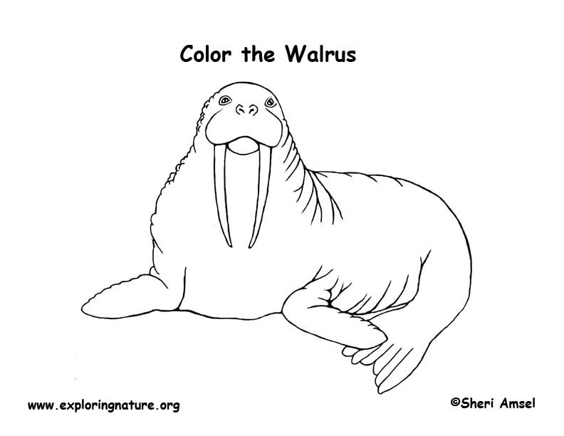 Walrus coloring page