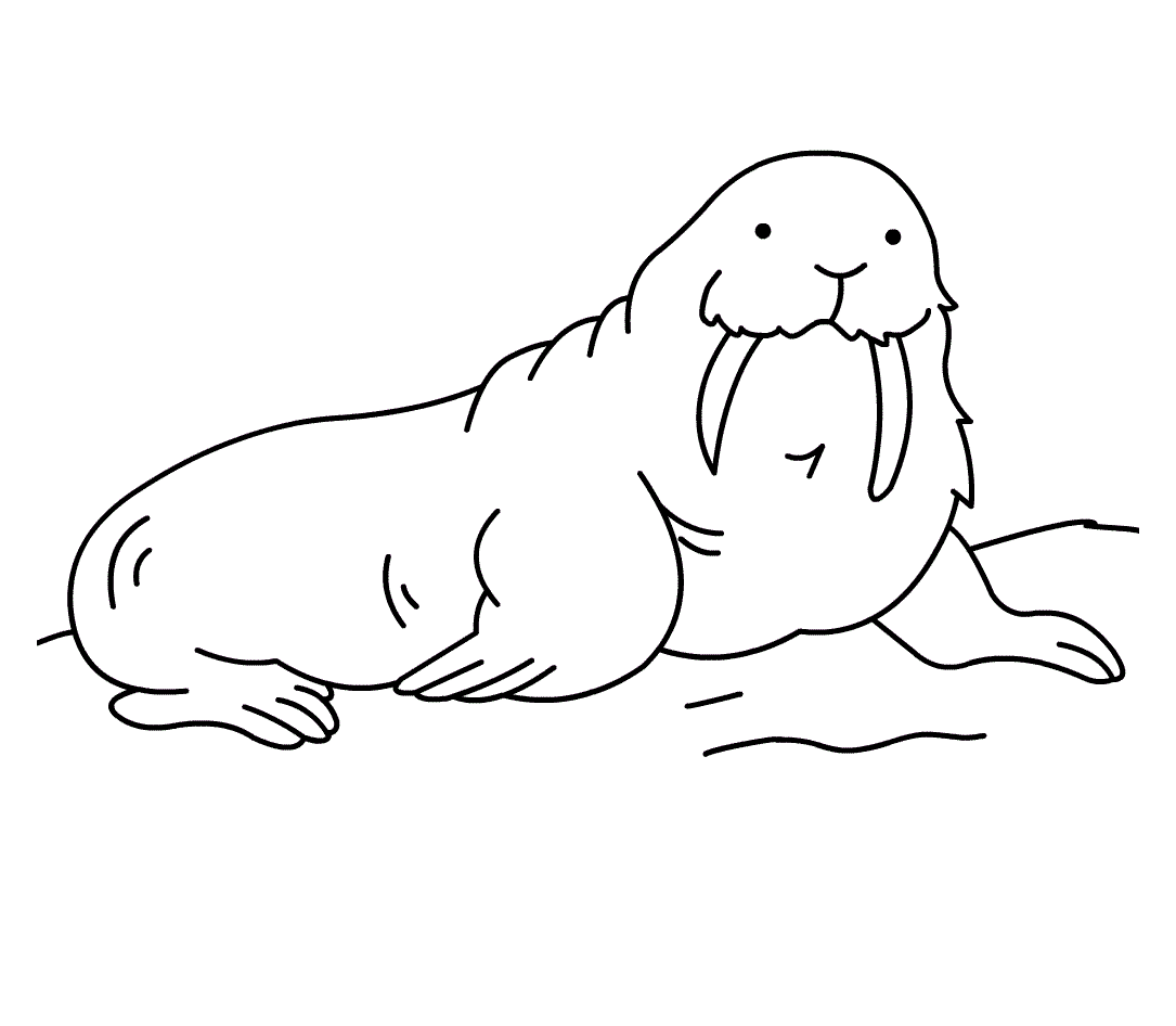 Free printable walrus coloring pages for kids