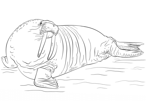 Walrus coloring page free printable coloring pages