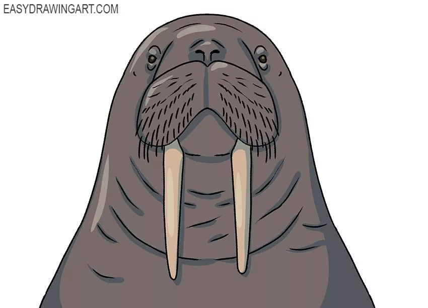 How to draw a walrus face