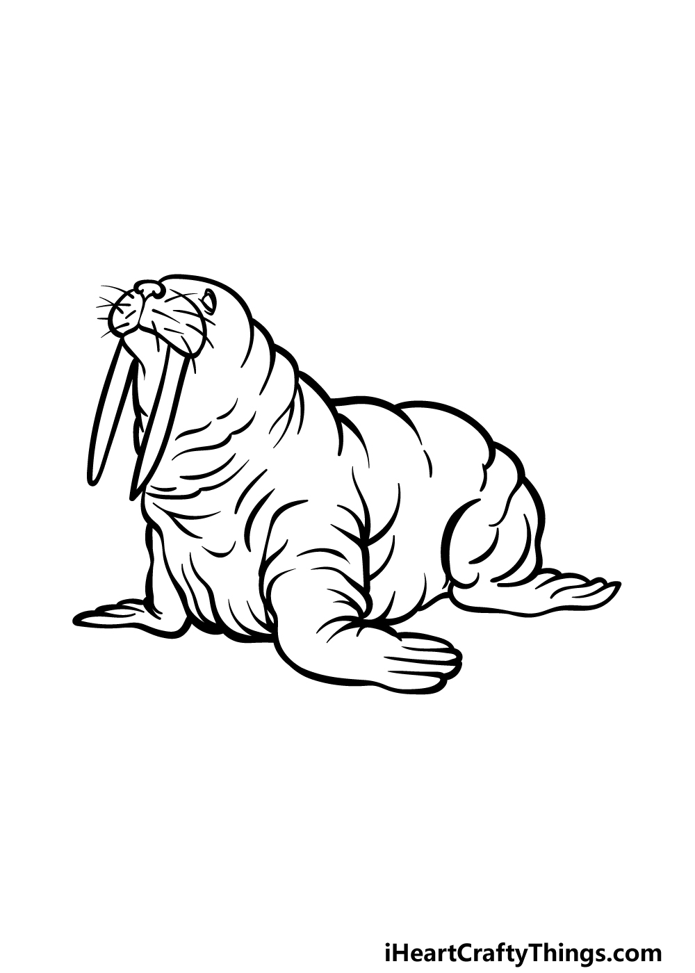 Walrus drawing