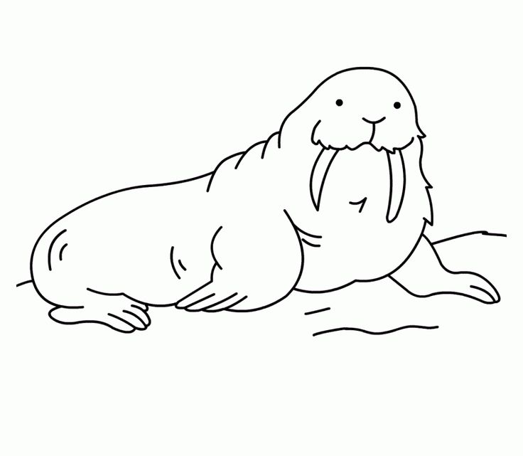 Free printable walrus coloring pages for kids animal coloring pages bear coloring pages coloring pages