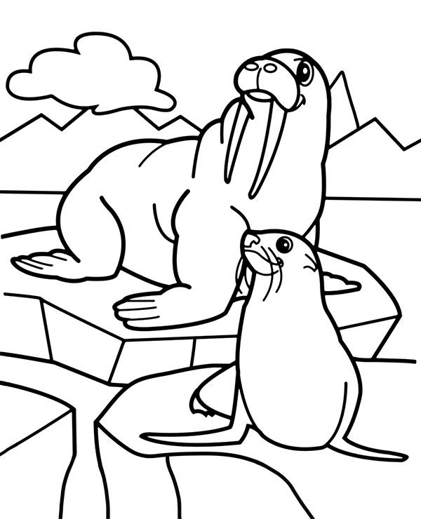 Printable walrus seal coloring page