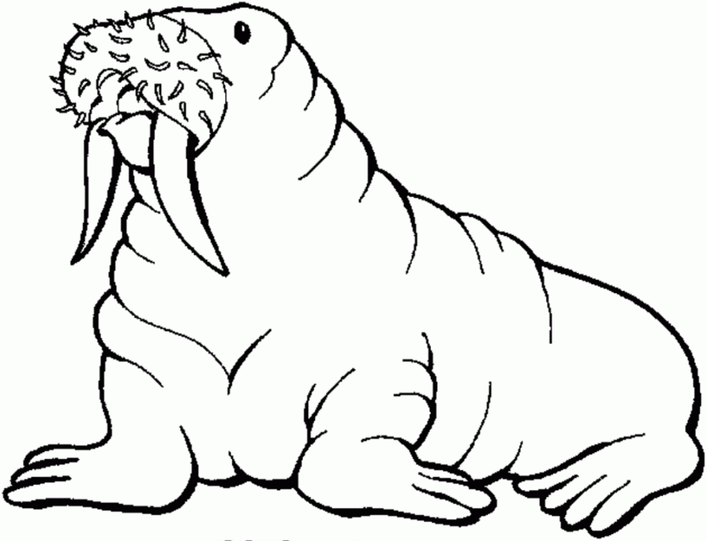 Free printable walrus coloring pages for kids animal coloring pages coloring pages for kids coloring pages