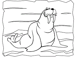 Walrus coloring pages and printable activities pinniped