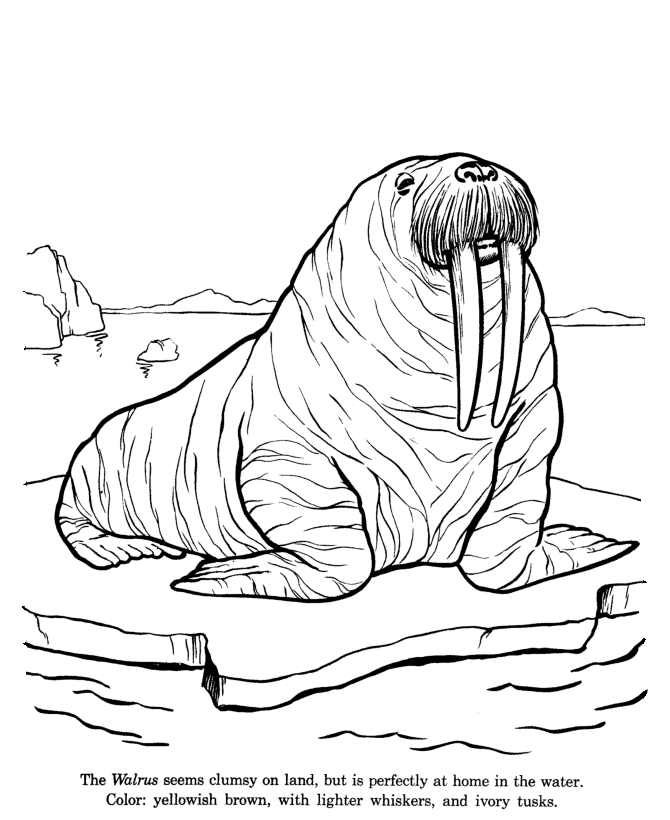 Animal drawings coloring pages walrus animal identification drawing and coloring pages