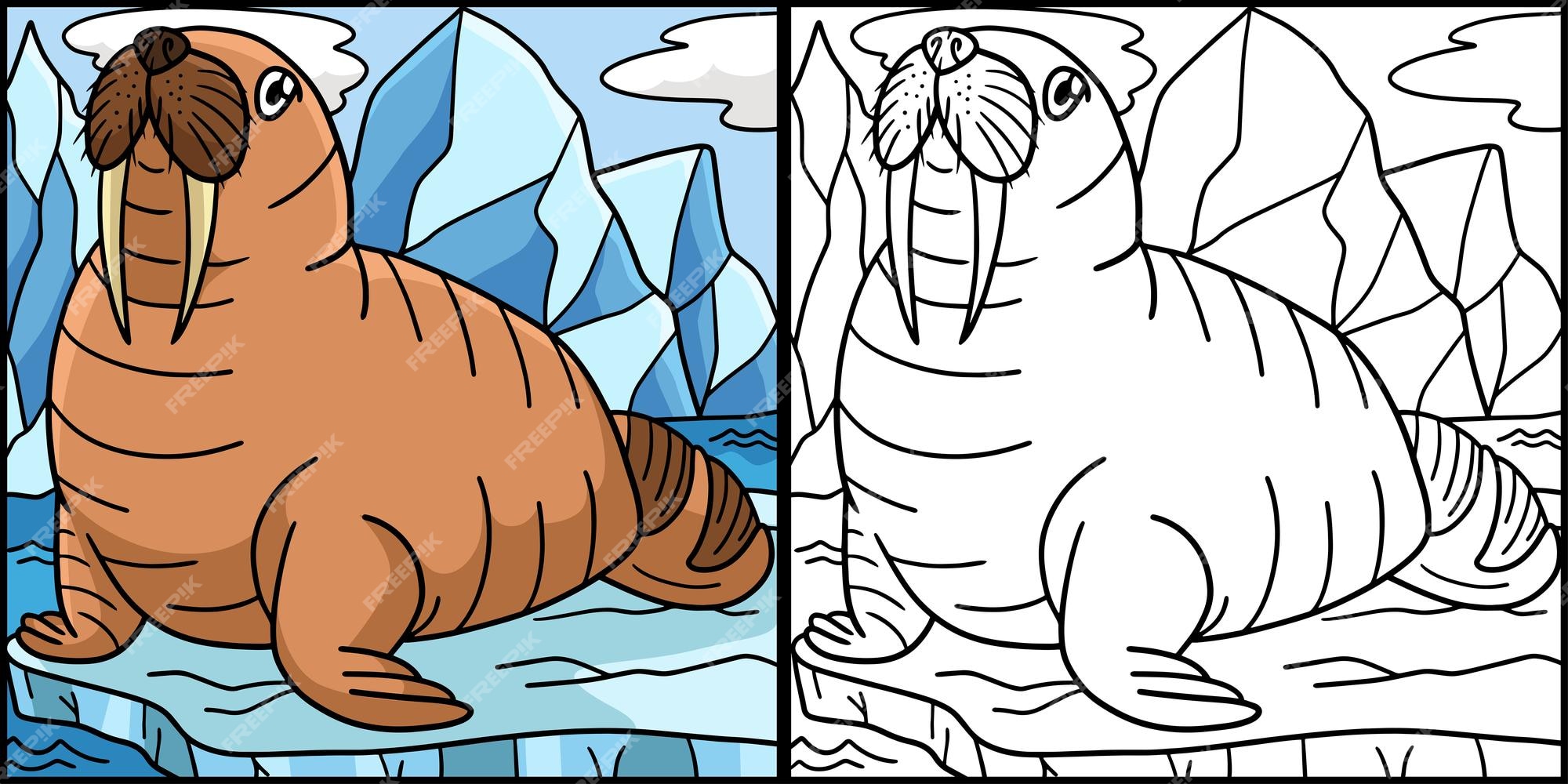 Premium vector walrus coloring page colored illustration