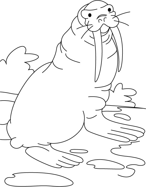 Walrus sunbathe coloring pages download free walrus sunbathe coloring pages for kids best coloring pages