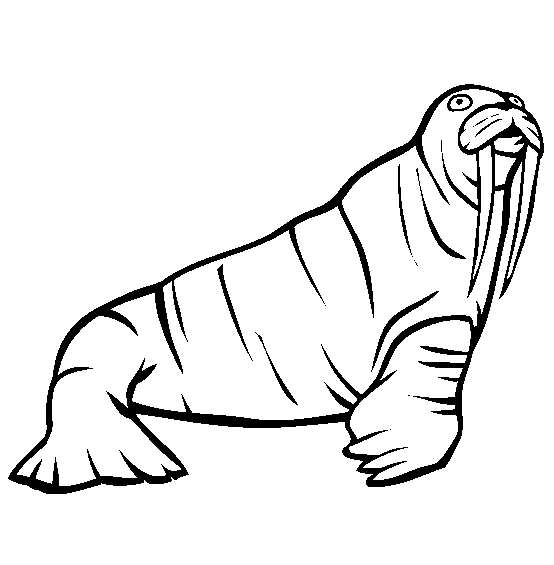 Walrus coloring page