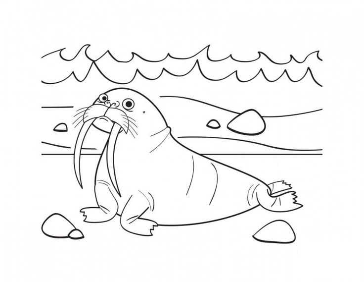 Free printable walrus coloring pages for kids coloring pages love coloring pages animal coloring pages