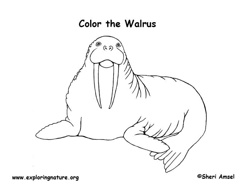 Walrus â coloring nature