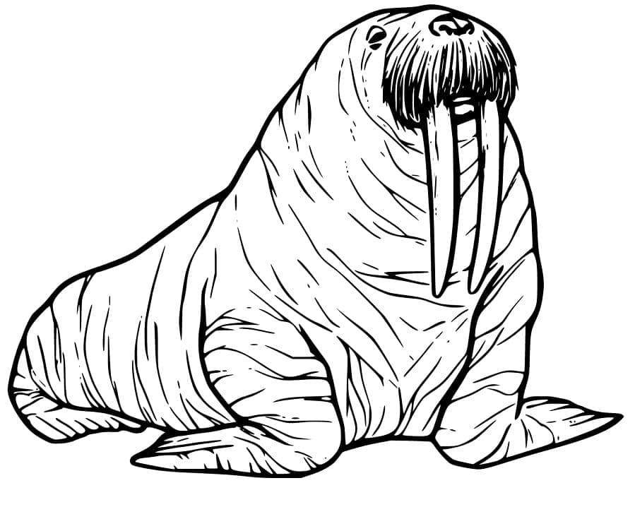 Walrus image coloring page