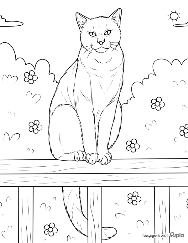 Ðï cat sitting on bench