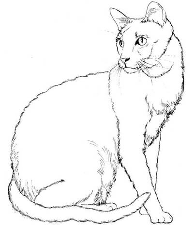 Cat coloring page free printable coloring pages