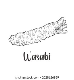 Wasabi sketch images stock photos d objects vectors