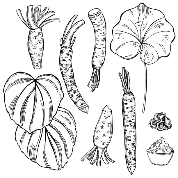 Wasabi stock illustrations royalty