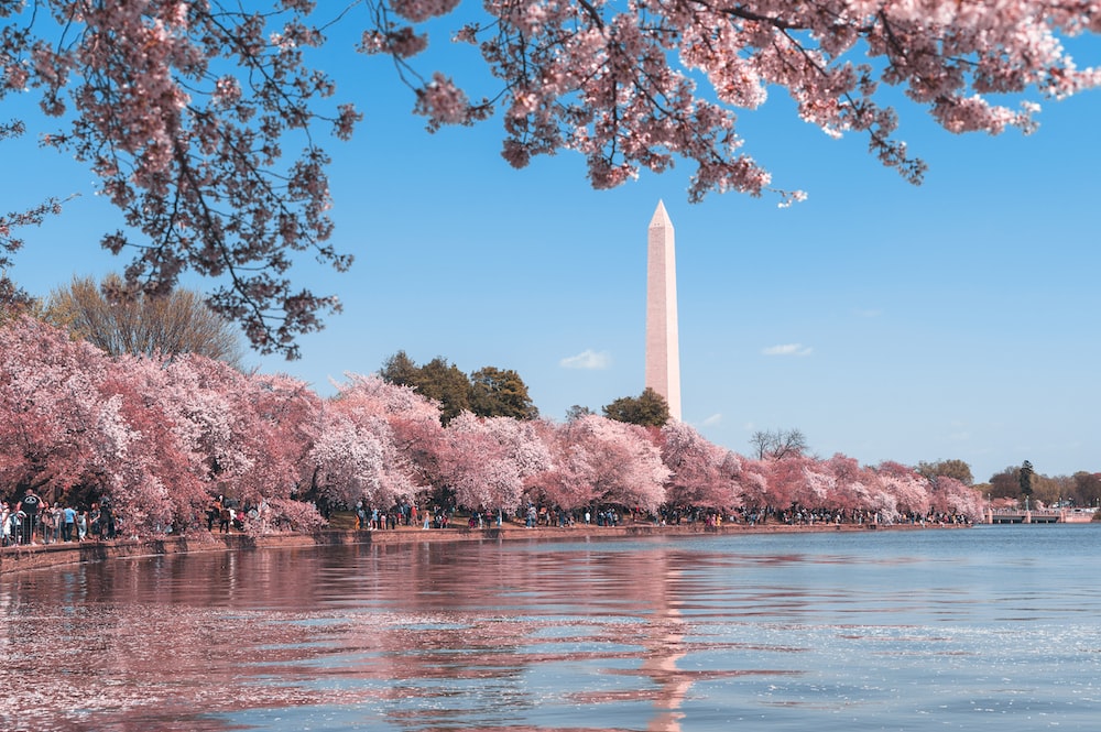 Cherry blossom wallpaper! 🌸⼋📲 - Washington Wizards