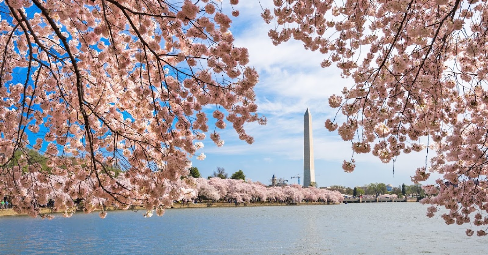 Cherry blossom wallpaper! 🌸⼋📲 - Washington Wizards