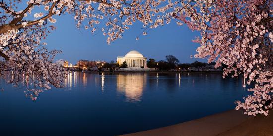 Cherry blossom wallpaper! 🌸⼋📲 - Washington Wizards