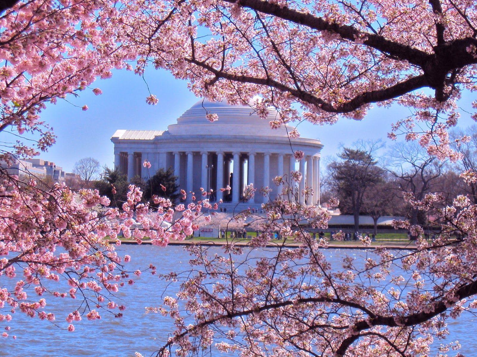 Cherry blossom wallpaper! 🌸⼋📲 - Washington Wizards