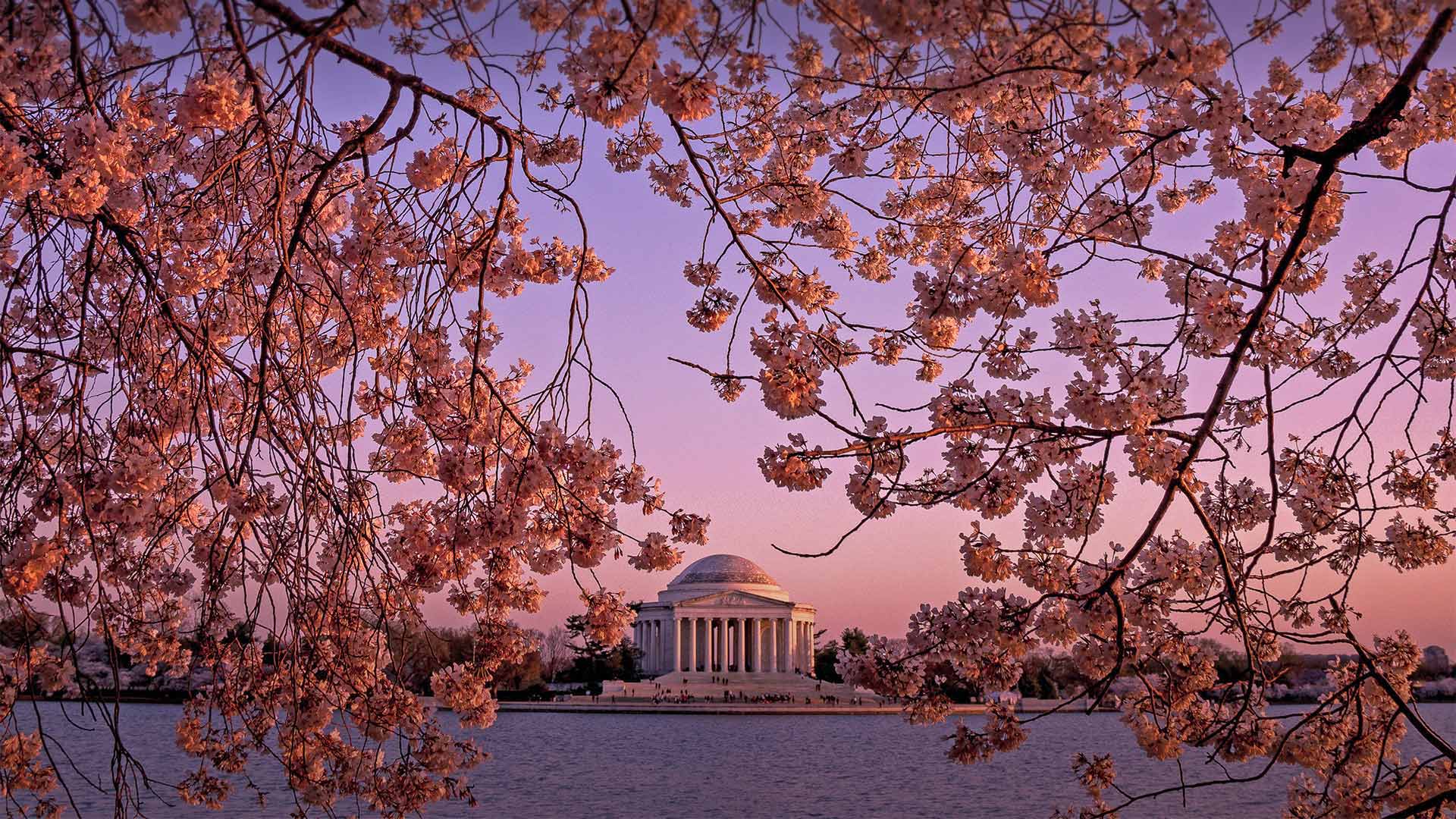 Cherry blossom wallpaper! 🌸⼋📲 - Washington Wizards