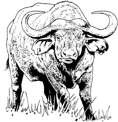 African buffalo cape buffalo coloring page from cape buffalo category select from printable crafts of câ african buffalo buffalo animal animal drawings