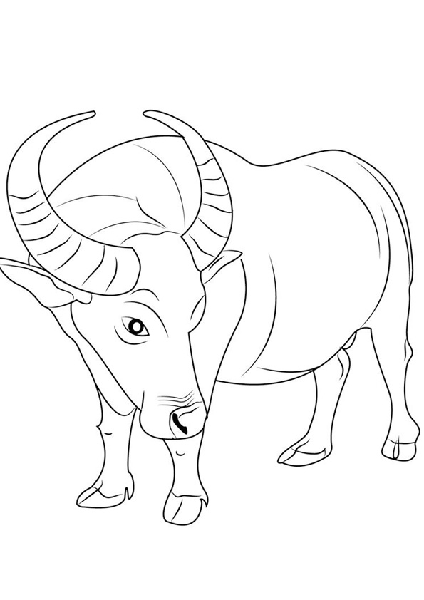 Coloring pages free printable buffalo coloring pages