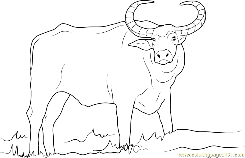 Domestic asian water buffalo coloring page for kids