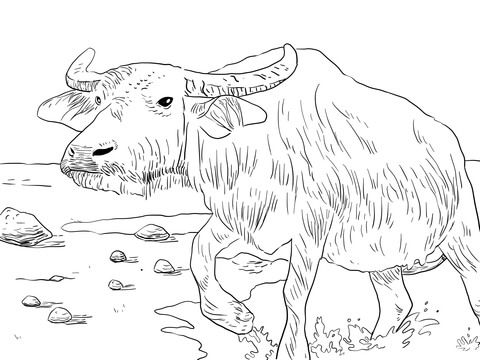 Water buffalo colorg page animal colorg pages colorg pages free prtable colorg pages