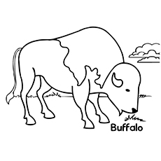 Top free printable buffalo coloring pages online