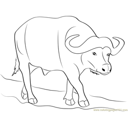 Buffalo coloring pages for kids printable free download