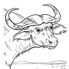 Top free printable buffalo coloring pages online