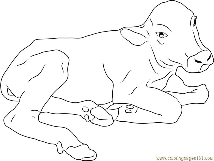 Baby buffalo coloring page