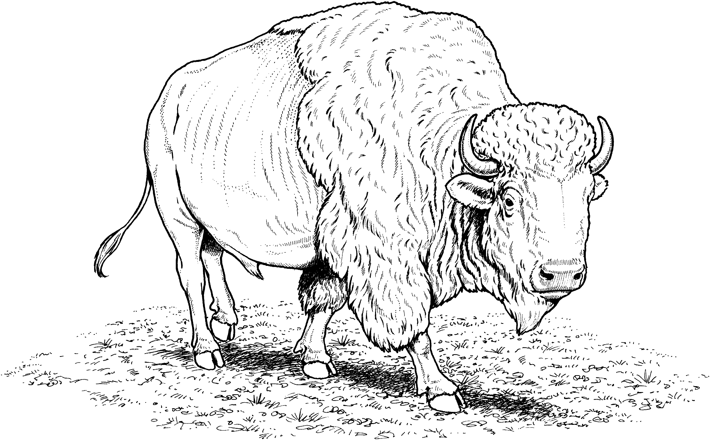 Free buffalo and bison coloring pages