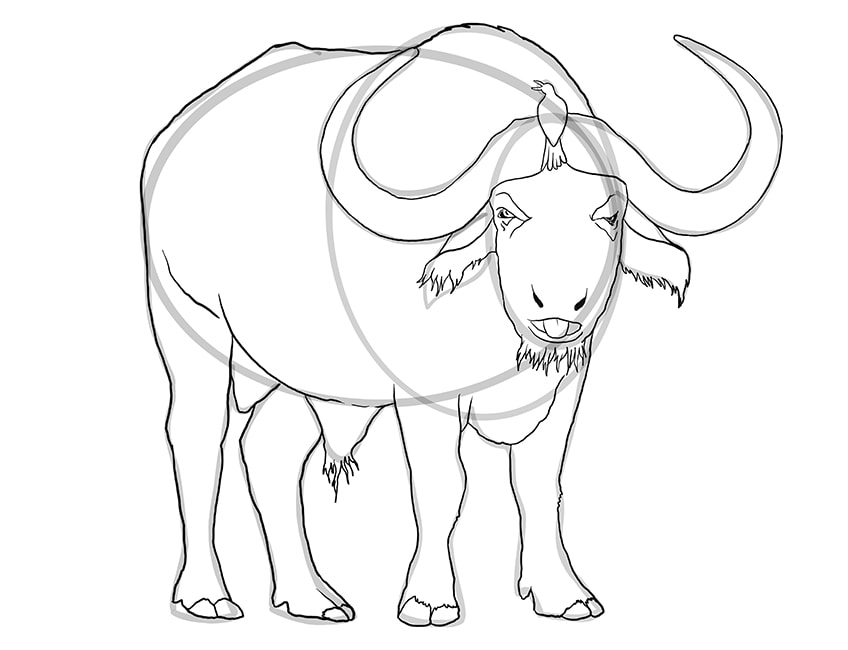 How to draw a water buffalo