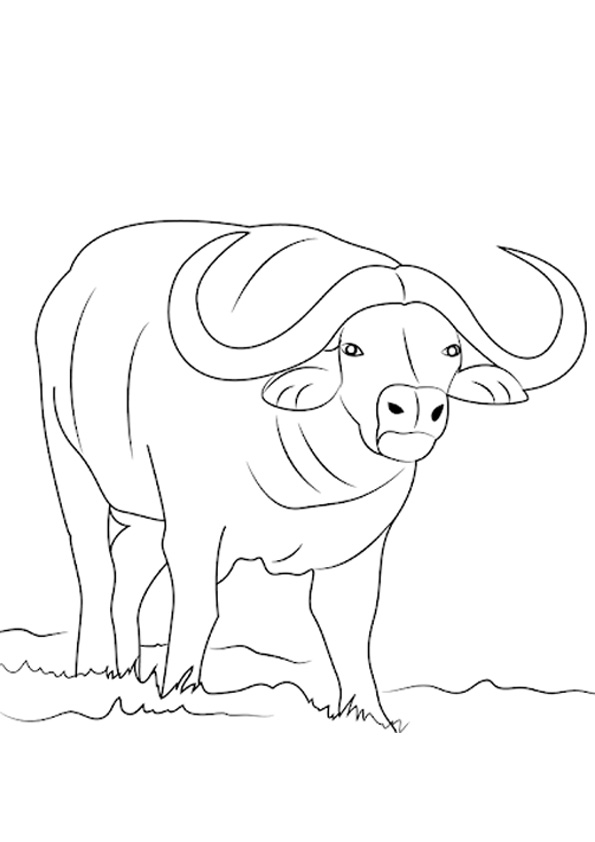 Coloring pages african buffalo coloring page