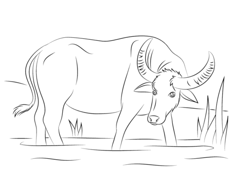 Water buffalo coloring page free printable coloring pages