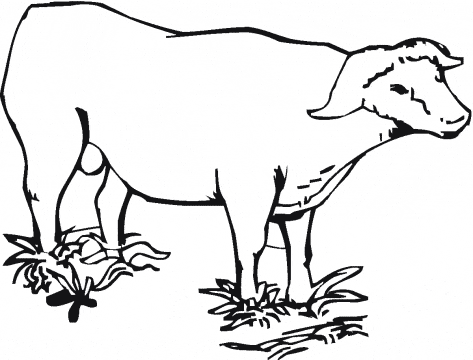 Water buffalo coloring page