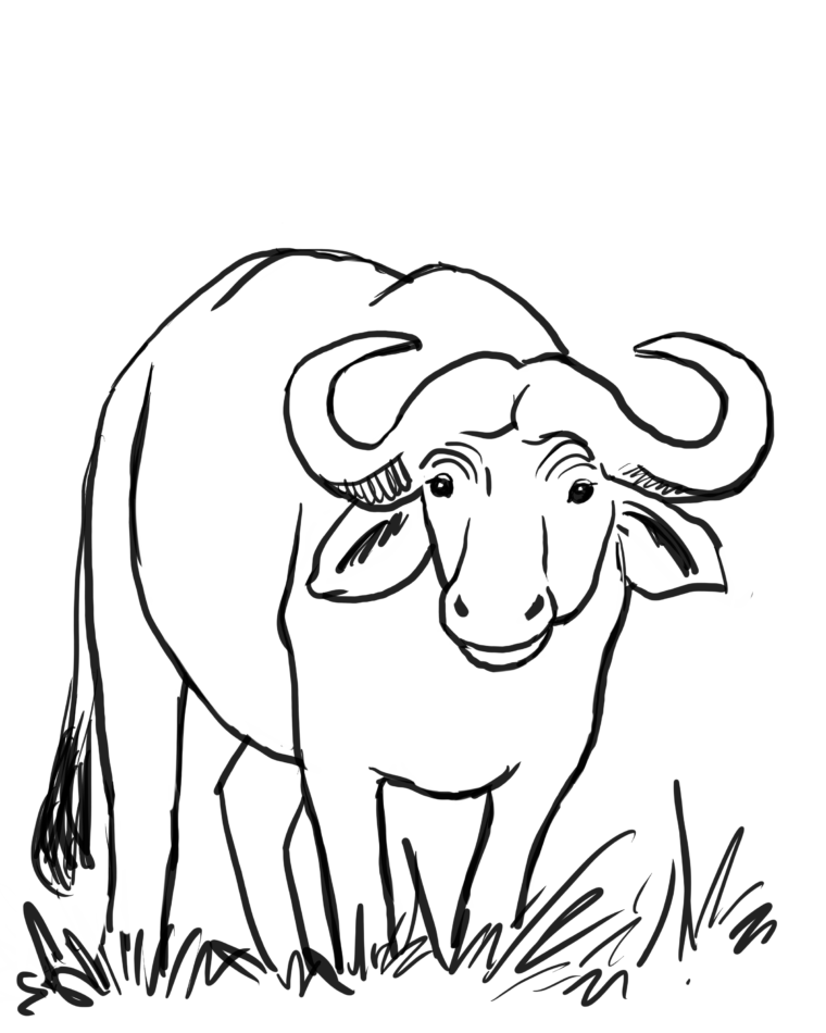 Water buffalo coloring page