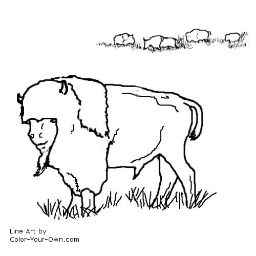 Buffalo coloring page