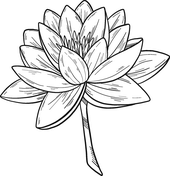 Water lily coloring pages free coloring pages