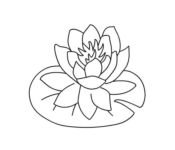 Water lily over lily pad coloring page flower coloring pages coloring pages lilies drawing