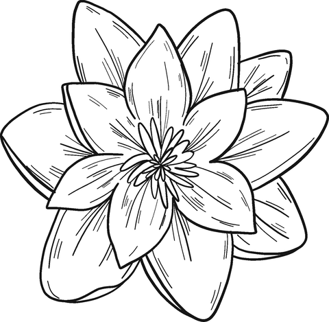 Water lily coloring pages printable for free download