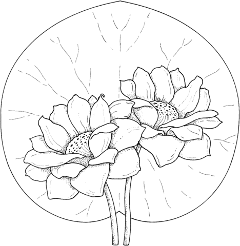 Water lily coloring pages printable for free download