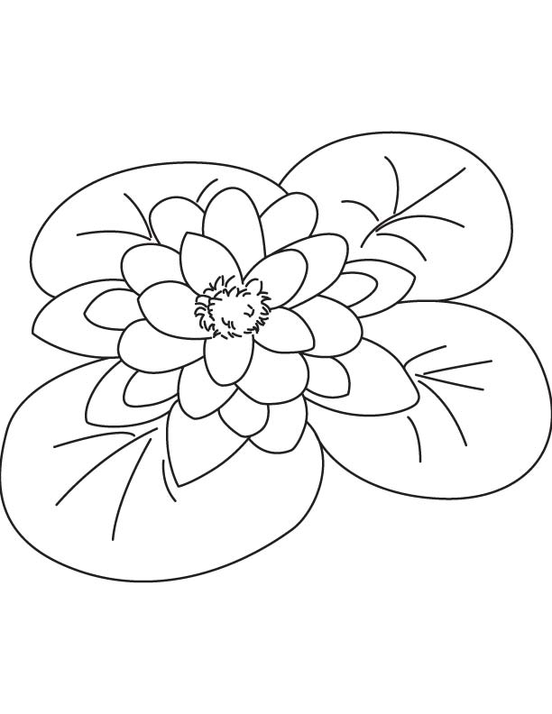 Giant water lily coloring page download free giant water lily coloring page for kids best coloring pages