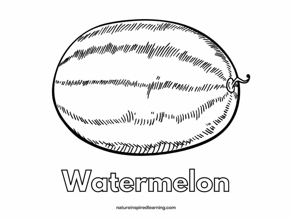 Watermelon coloring pages