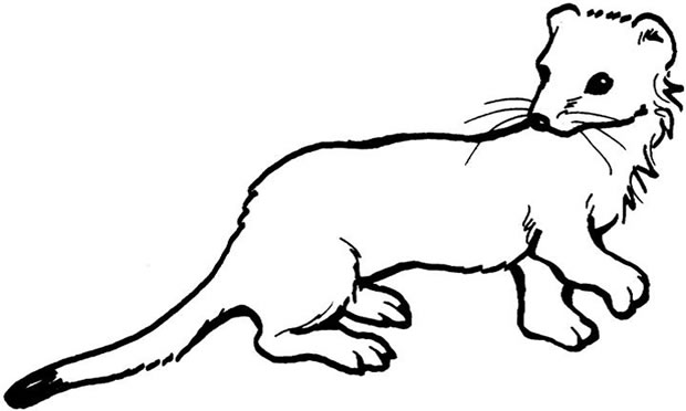 Weasel colouring pages