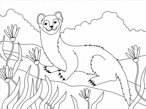 Weasel coloring page free printable coloring pages