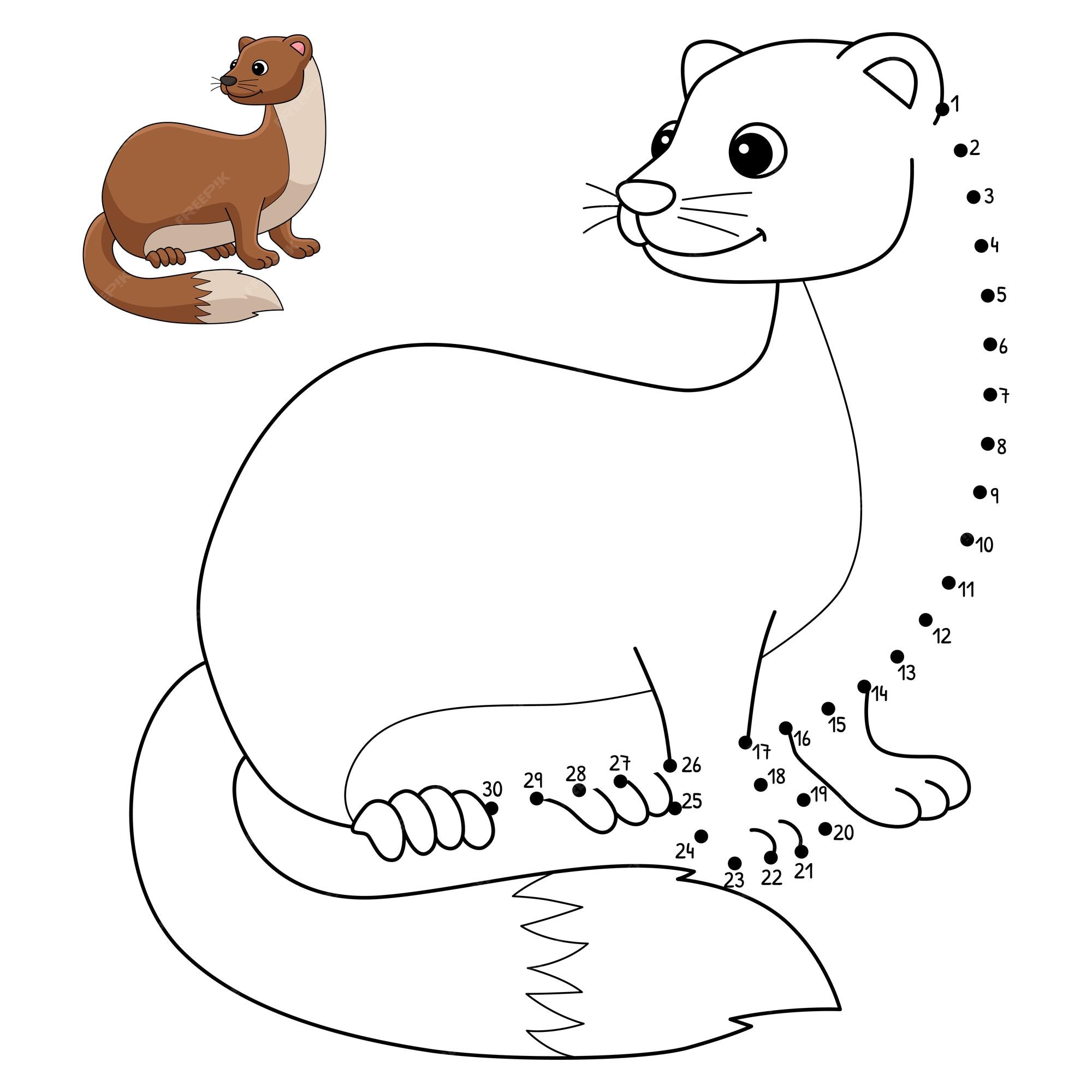 Premium vector dot to dot weasel animal isolated coloring page